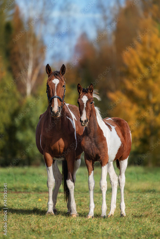 Mare with a foal in the field in autumn