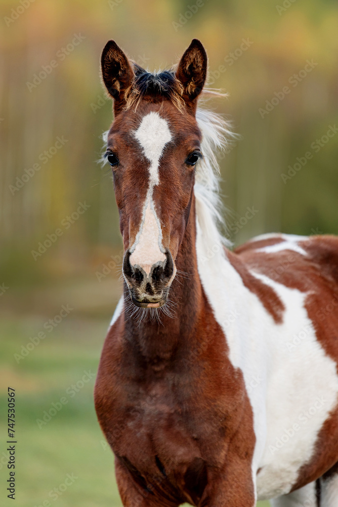 Portrait of pinto color foal in autumn