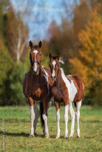 Obraz na płótnie Mare with a foal in the field in autumn w salonie