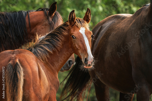 Portrait of young bay horse in the herd