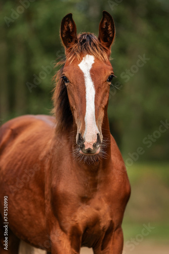 Portrait of young bay horse in summer