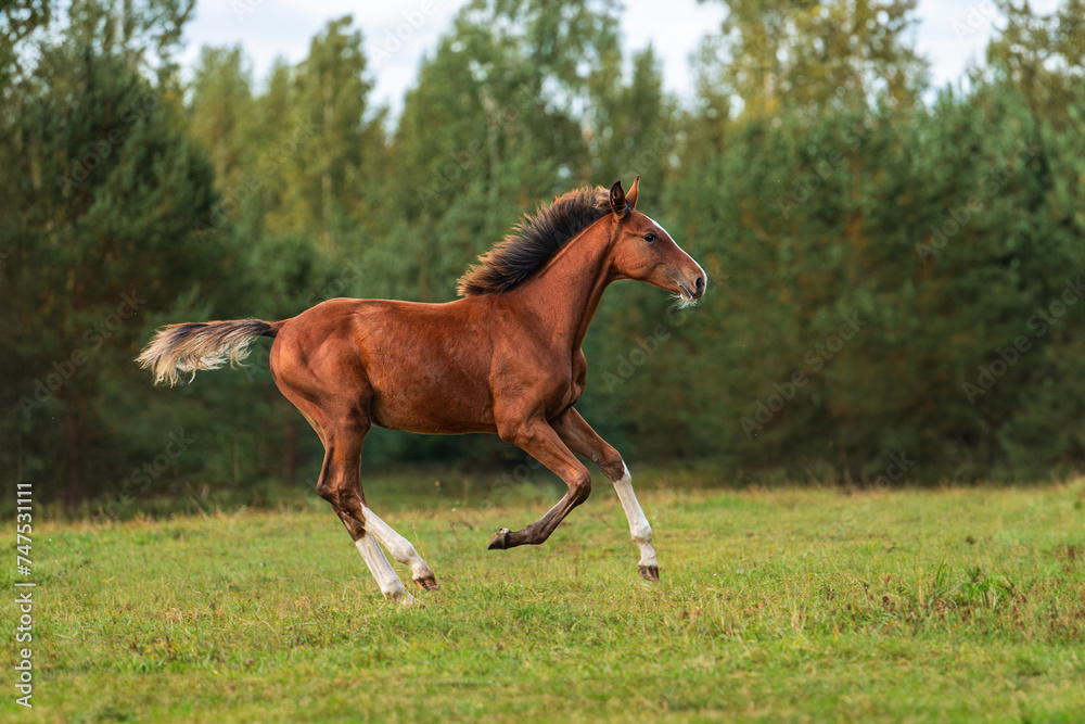Happy foal running in the field in summer Happy foal running in the field in summer