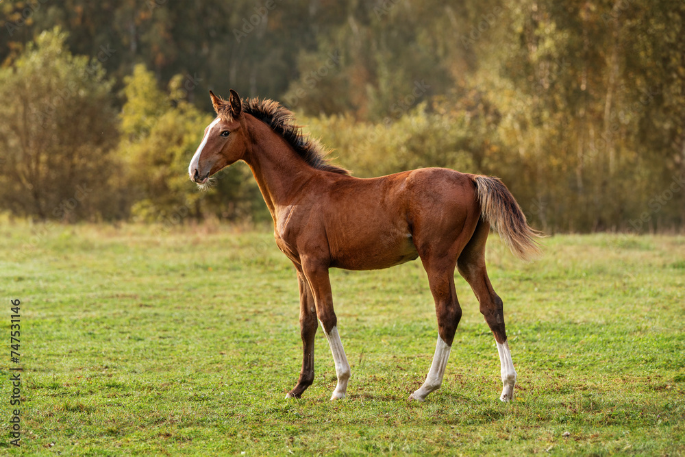 Bay foal standing in the field on autumn morning Bay foal standing in the field on autumn morning
