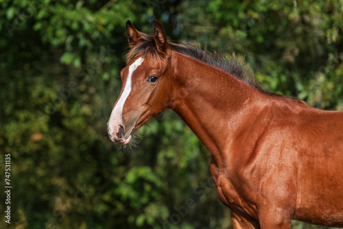 Fototapeta Naklejka Na Ścianę i Meble -  Portrait of young bay horse in summer