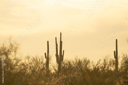 A group of saguaro cacti standing in the Sonoran Desert of Arizona. © Jason Yoder