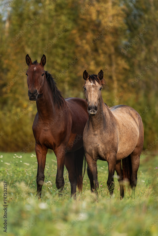 Two young horses standing together Two young horses standing together