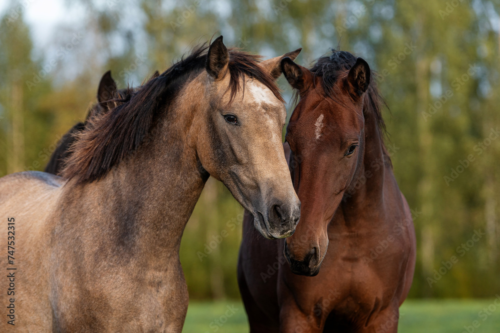 Fototapeta premium Two young horses standing together