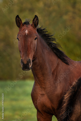 Portrait of bay latvian warmblood horse