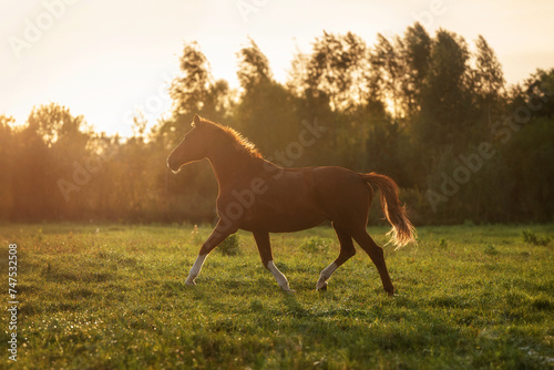Trakehner breed horse running at sunset photo