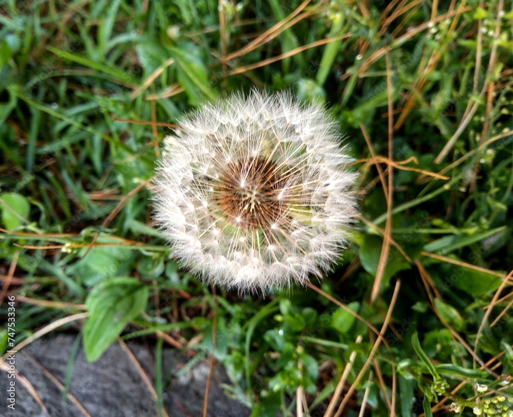 dandelion head dandelion head