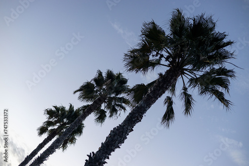 Palm trees against the blue sky during sunset