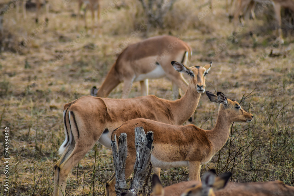 impala antelope in kruger national park impala antelope in kruger national park