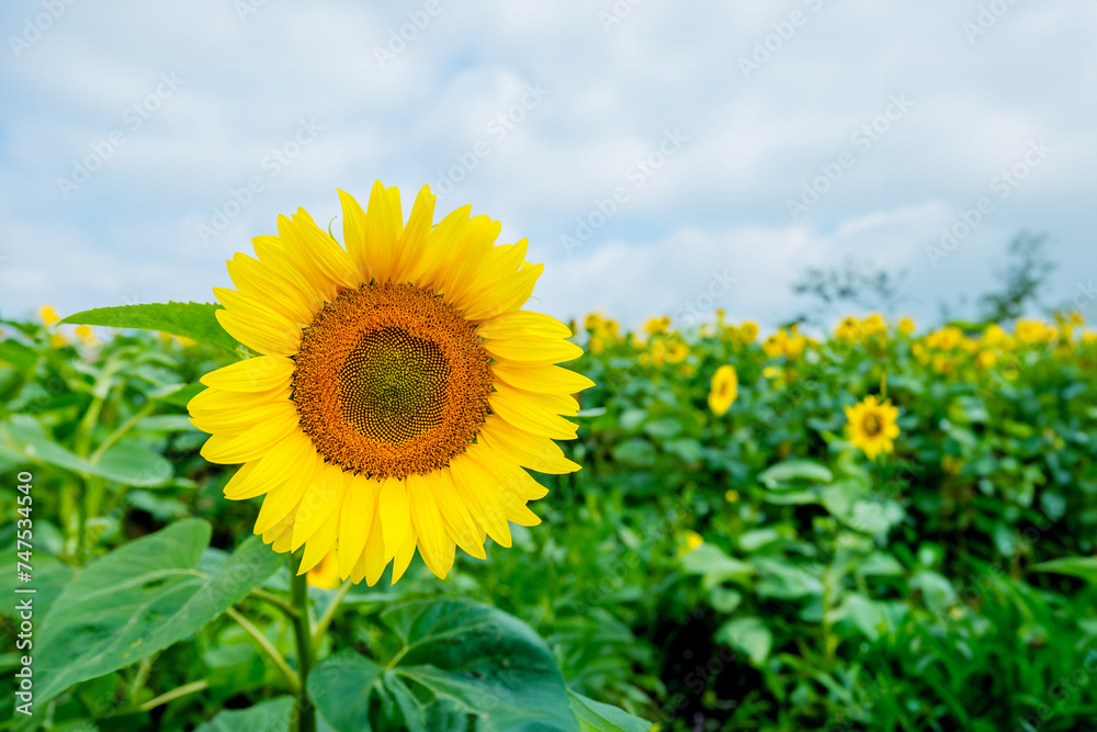 Summer landscape with a field of sunflowers, bathed in golden sunlight, showcasing the beauty of nature and rural agriculture. Summer landscape with a field of sunflowers, bathed in golden sunlight, showcasing the beauty of nature and rural agriculture.
