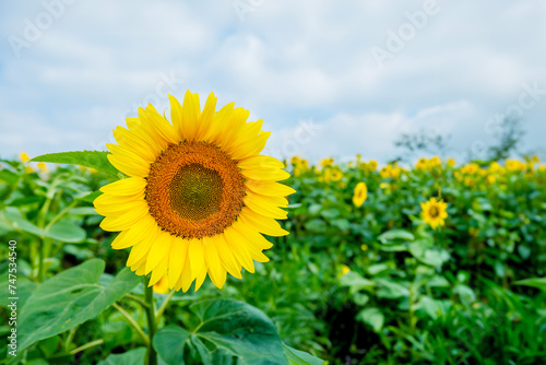 Summer landscape with a field of sunflowers  bathed in golden sunlight  showcasing the beauty of nature and rural agriculture.