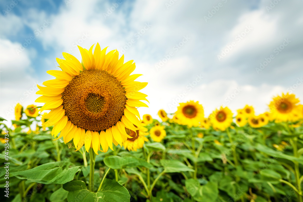Summer landscape with a field of sunflowers, bathed in golden sunlight, showcasing the beauty of nature and rural agriculture.