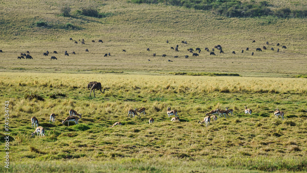 Ngorongoro crater national park panorama with wildlife animals Africa Tanzania