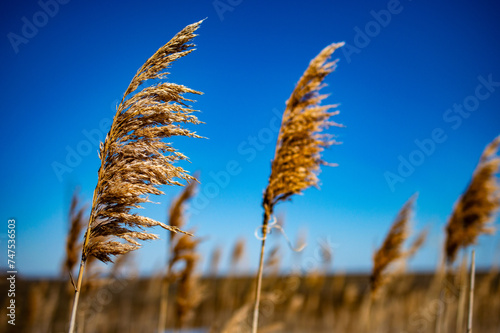 Reed Grass Blowing in the Wind with Blue Sky Background 