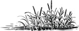 Vector reed grass and cattail, sketch. Black and white illustration of riverside.