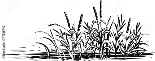 Vector reed grass and cattail, sketch. Black and white illustration of riverside.