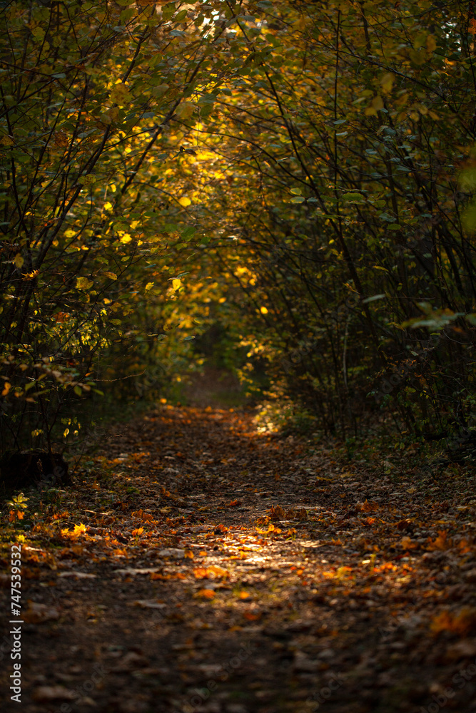 Obraz premium A narrow path leading into the depths of the forest in an autumnal forest. A hidden path that leads to a secret place...