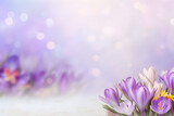 Purple and white crocuses flower bouquet against a violet background