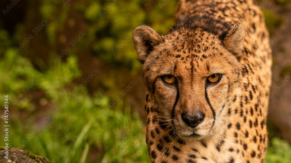 Close Encounter with a Cheetah