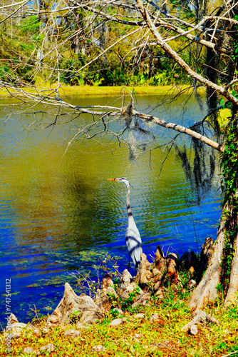 A Florida community pond in spring