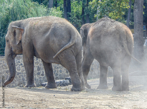 Photography Two asian elephants at the Zoo Nyíregyháza, Hungary