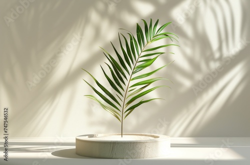 award trophy with a white frame and a palm leaf