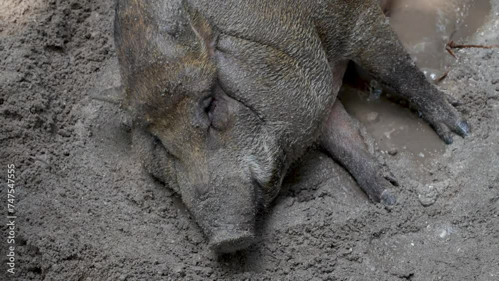 A close view of a pig half-buried in muddy sand, showcasing the texture of its wet skin and the comfort in its natural behavior of wallowing to cool off on a warm day. A close view of a pig half-buried in muddy sand, showcasing the texture of its wet skin and the comfort in its natural behavior of wallowing to cool off on a warm day.