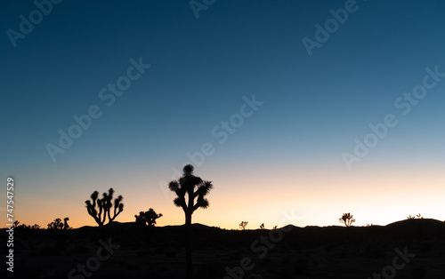 Cactus Trees  Yucca Brevifolia  Silhouette  Multi Colored Sunset Sky Landscape.  Scenic Sunset View Joshua Tree National Park  Mojave Desert California USA
