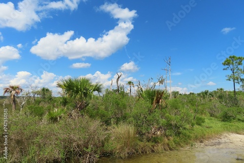 Beautiful landscape of North Florida nature