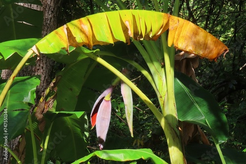 Beautiful banana tree with flower in Florida nature