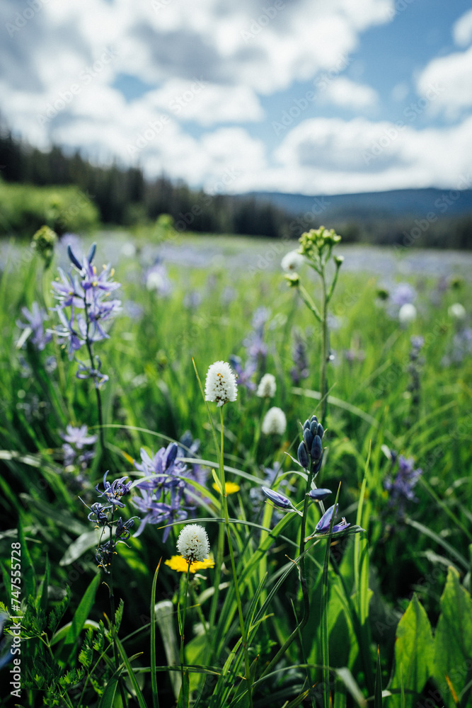 Obraz premium Wildflowers in Meadow Seasonal Bloom, Pacific Northwest