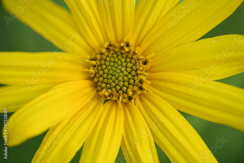 yellow flower macro