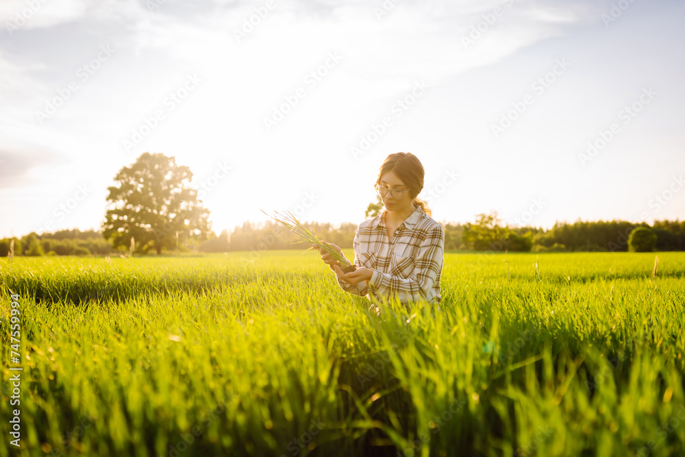 Young Green wheat seedlings in the hands of a woman farmer. Organic green wheat in the field. Agro business. Harvesting.