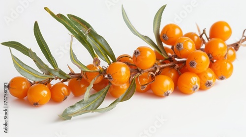 sea buckthorn berry on white background. photo
