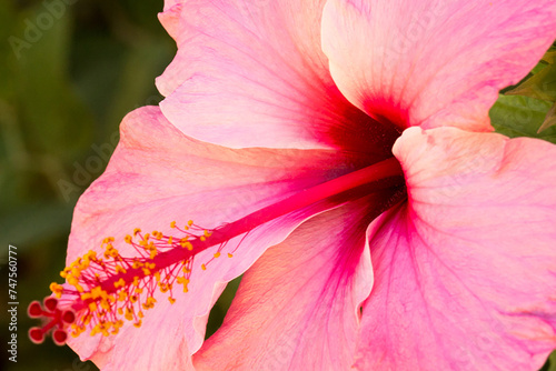 Hibisco flor cor de rosa com talo no centro de suas pétalas e esporos de cor amarela na ponta. 