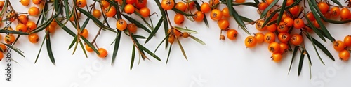 sea buckthorn berry on white background. photo