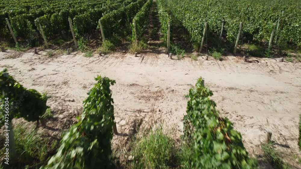 video of the wine industry of Mendoza, shots of vine in the field waiting for grape harvest 2 video of the wine industry of Mendoza, shots of vine in the field waiting for grape harvest 2