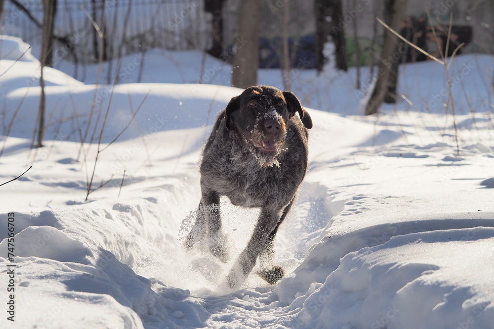 German wire-haired point in winter on the background of white snow in motion. High quality photo German wire-haired point in winter on the background of white snow in motion. High quality photo