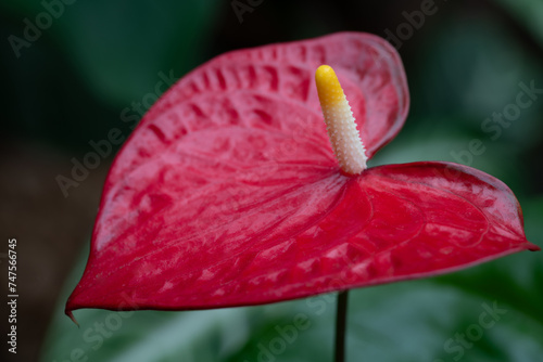 Close-up of the red leaf of a large flamingo flower (Anthurium andraeanum). The flower has its pollen in the center. photo
