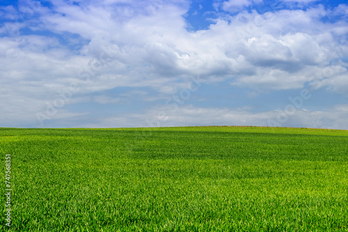 agricultural field with green wheat on a hill with beautiful sky