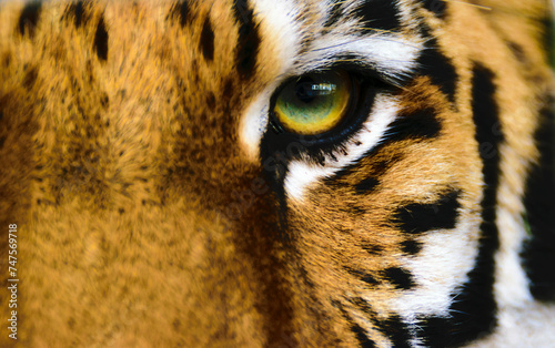 close up of a tiger