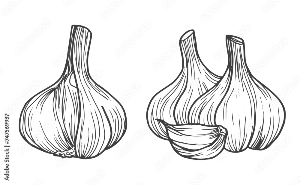 Garlic doodle sketch set in vector - obrazy, fototapety, plakaty 