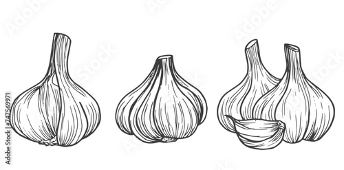 Garlic sketch. chopped garlic. Vector sketch isolated background.
