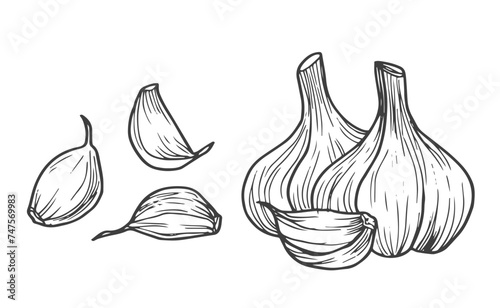 Garlic. Hand-drawn illustration converted to vectors.