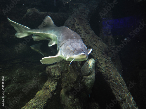Atlantic sturgeon, large sturgeon in a marine aquarium. High quality photo