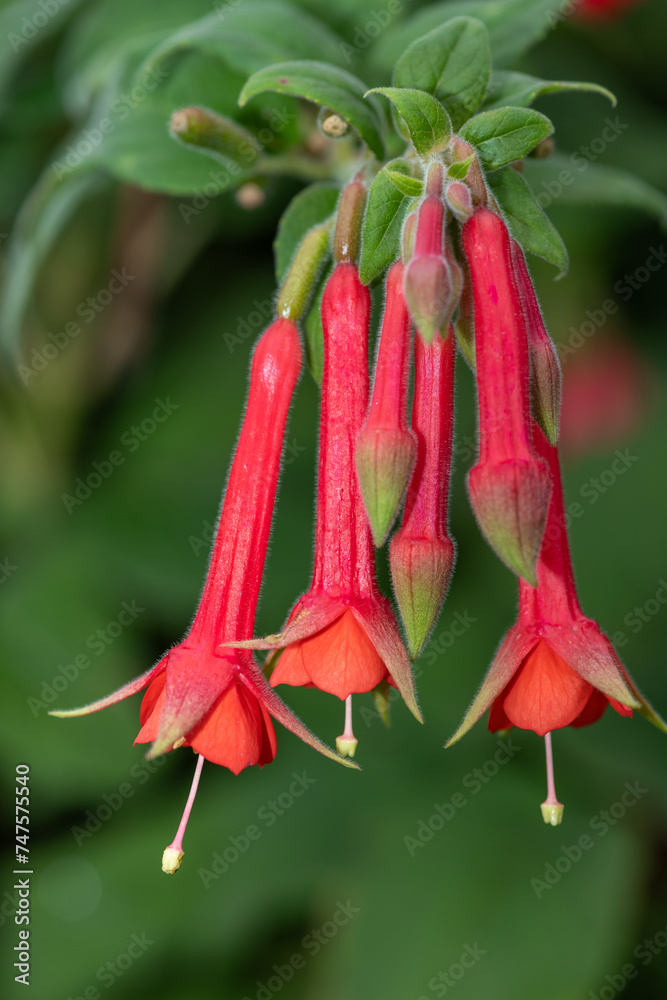 Fuchsia Boliviana flowers in bloom Fuchsia Boliviana flowers in bloom