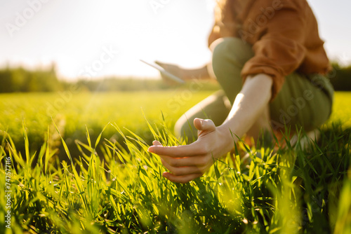 A woman farmer with a modern tablet evaluates the shoots with her hand, green sprouts of wheat in the field. Agriculture, gardening or ecology concept. photo